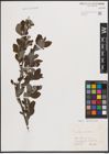 Foto von Salix cinerea L.